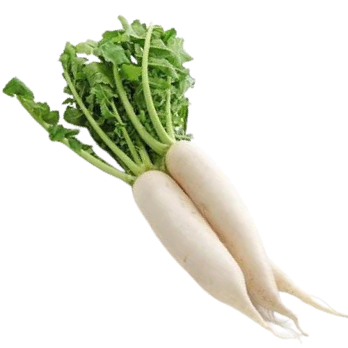 Raddish White(Local)