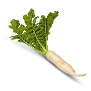Raddish White(Hybrid)