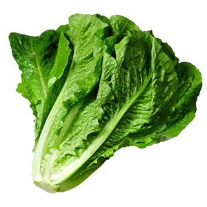 Lettuce