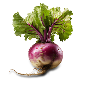 Turnip A