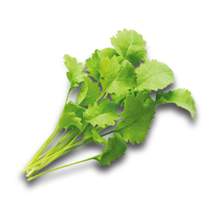 Coriander Green
